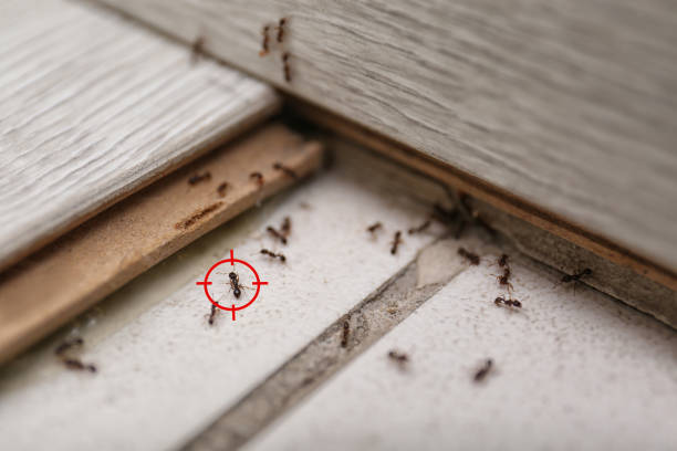 Wildlife Control Services in Forestbrook, SC