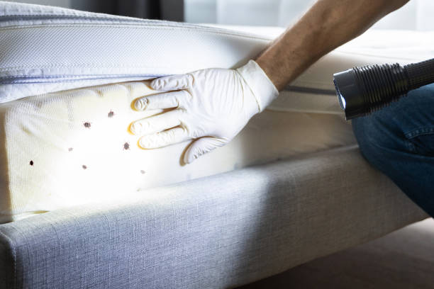 Wasp Removal Services in Forestbrook, SC