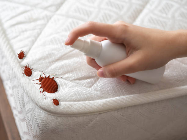 Best Wasp Removal Services  in Forestbrook, SC