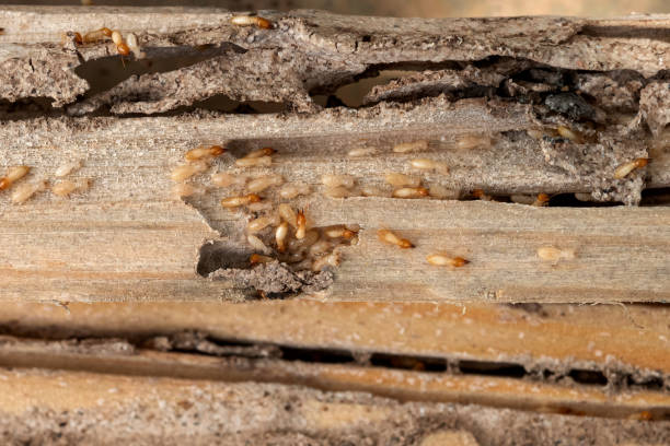 Best Exterminator Services  in Forestbrook, SC